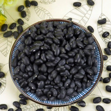 Machine selected small black kidney bean with competitive price